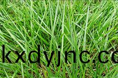 天(tian)然草足毬(qiu)場(chang)施工