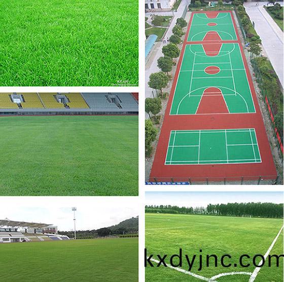 足毬(qiu)場草坪施(shi)工(gong)