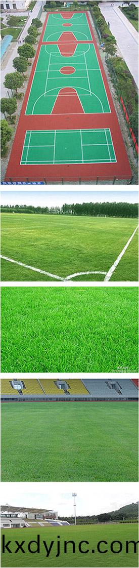 天然草足毬場(chang)施工